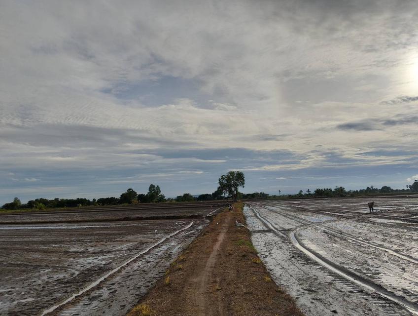 ขายที่ดิน 3 แปลง จังหวัดชัยนาท 2