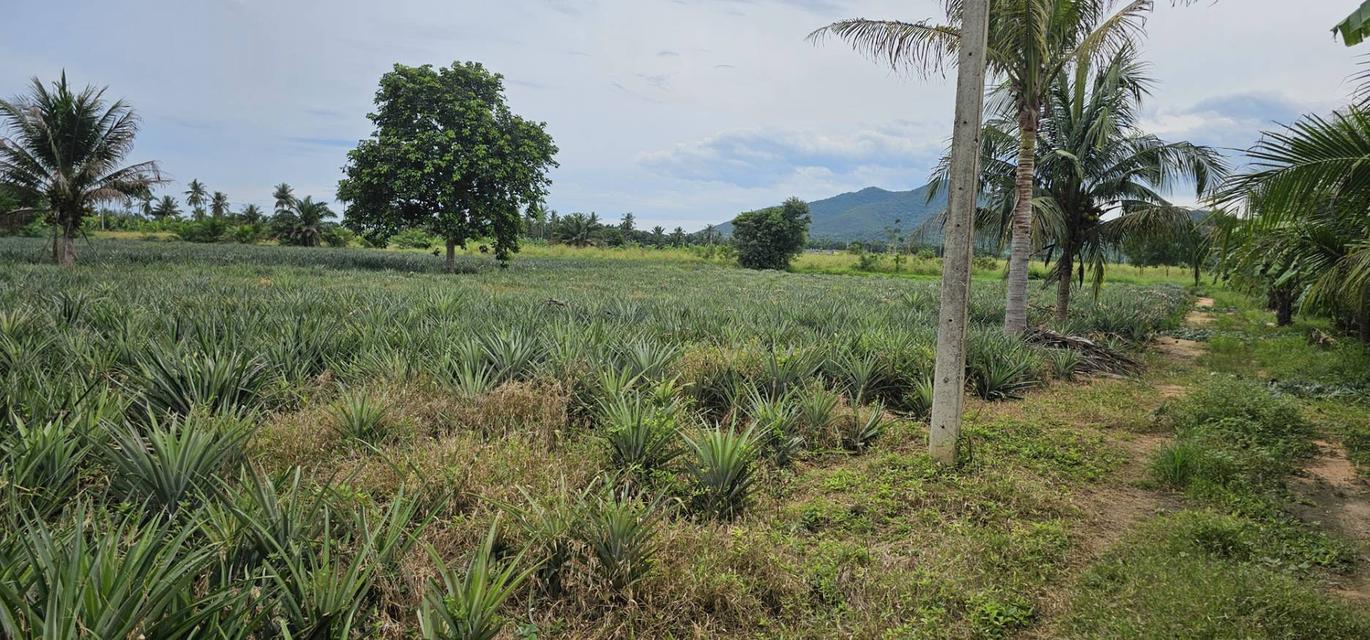 ที่ดิน ปราณบุรี ประจวบคีรีขันธ์ 2