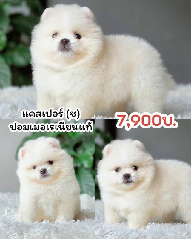 ปอมเมอเรเนียนแท้ เพศผู้ พร้อมย้ายบ้าน