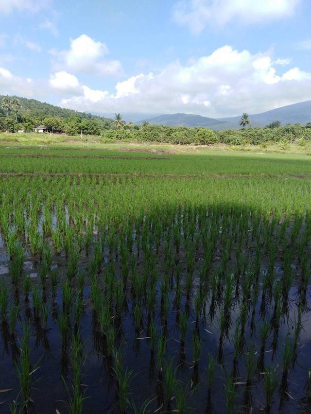 ที่นาวิวสวยไปแถวจอมทอง ติดถนน 2 ด้าน ขายเพียงไร่ละ 350,000 บาท ตารางวาละ 875 บาท 4