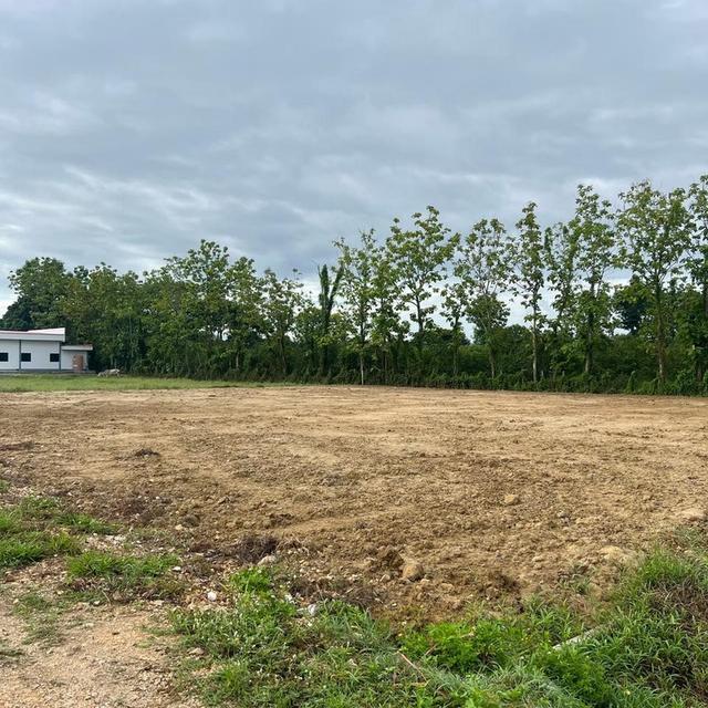 ขายที่ดิน เจ้าของขายเอง 400 ตารางวา ต.ชมภู อ.สารภี จ.เชียงใหม่ 12