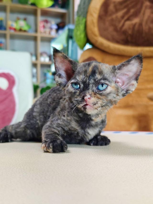 เดวอนเร็กซ์ Devon rex Oscat cattery chiangmai รูปที่ 4