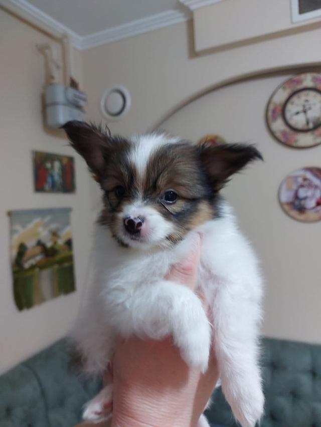 Papillon Puppies  WhatsApp me : +66 63 826 3042