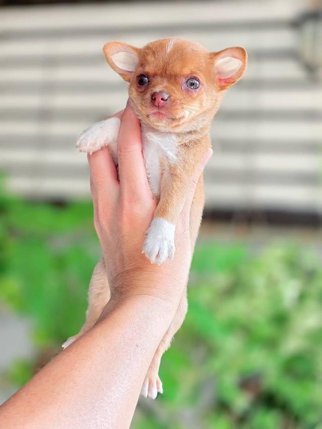 ชิวาวาแท้ เพศเมีย ขนสั้น รูปที่ 4