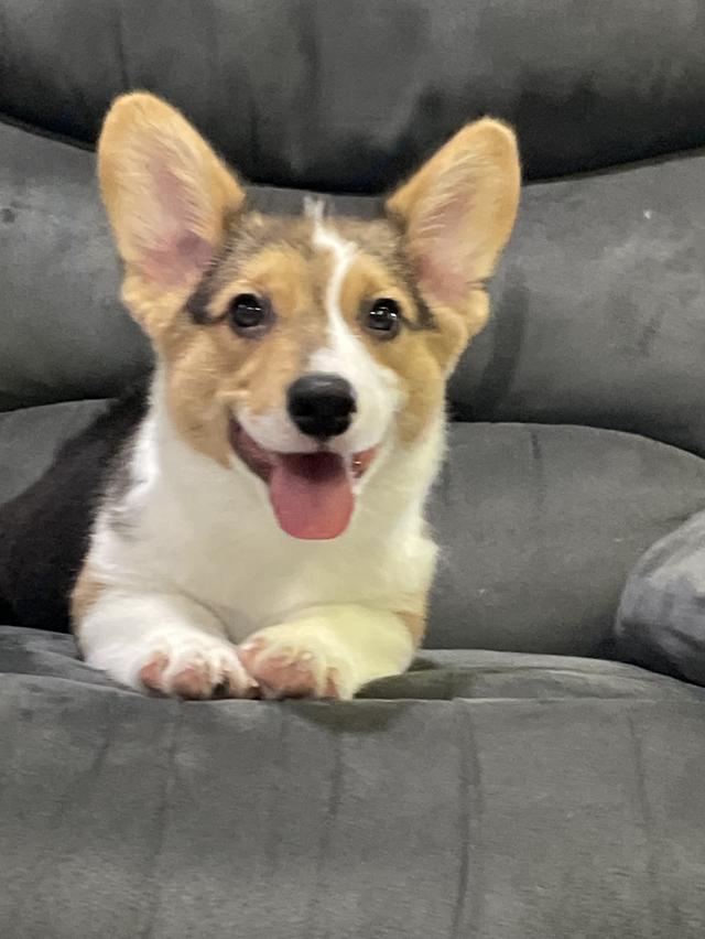 น้องหมา คอร์กี้ พร้อมย้าย