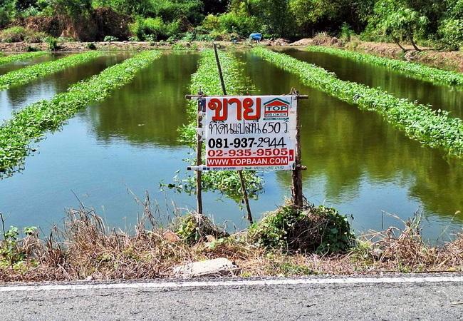 ขายที่ดิน ตำบลคลองโยง อำเภอพุทธมณฑล นครปฐม ถนนบางเลน ใกล้ ม.ราชภัฏสวนสุนันทา 4