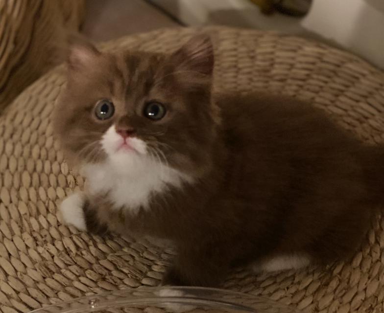 British Longhair Cinnamon Bicolor รูปที่ 2