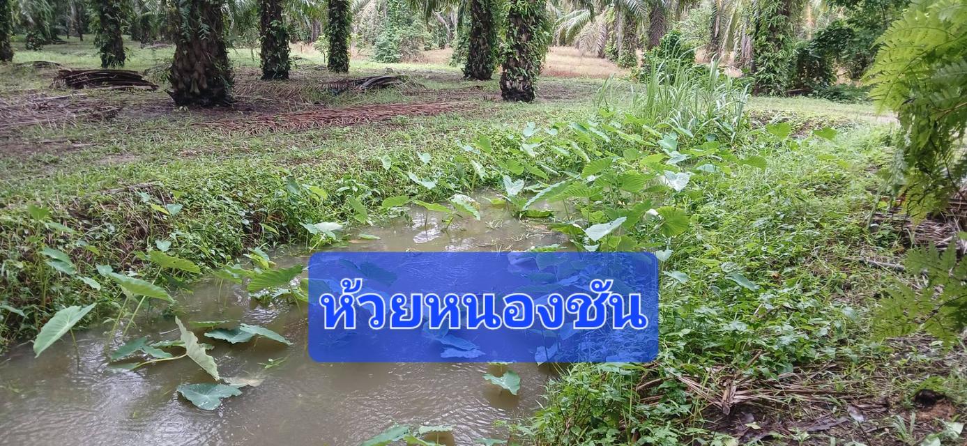 ขายสวนปาล์มสวนยาง โฉนด 25 ไร่ ต.สะพลี อ.ปะทิว จ.ชุมพร เจ้าของเองครับ 20