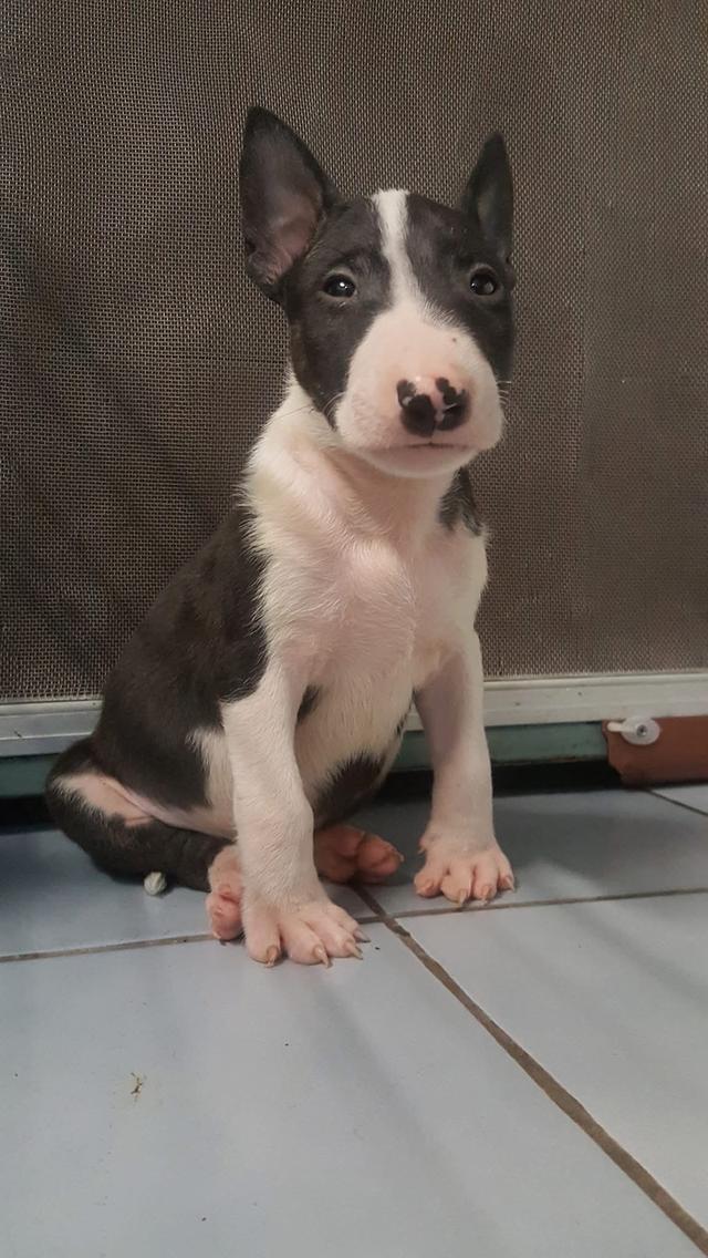 ลูกสุนัข Bull Terrier หาผู้ปกครอง 2