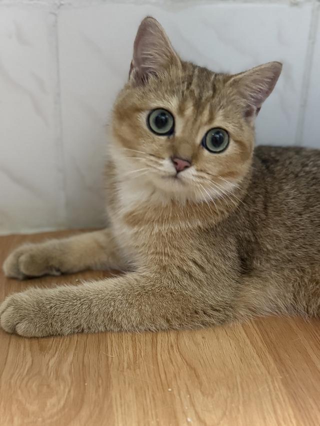แมวบริติช