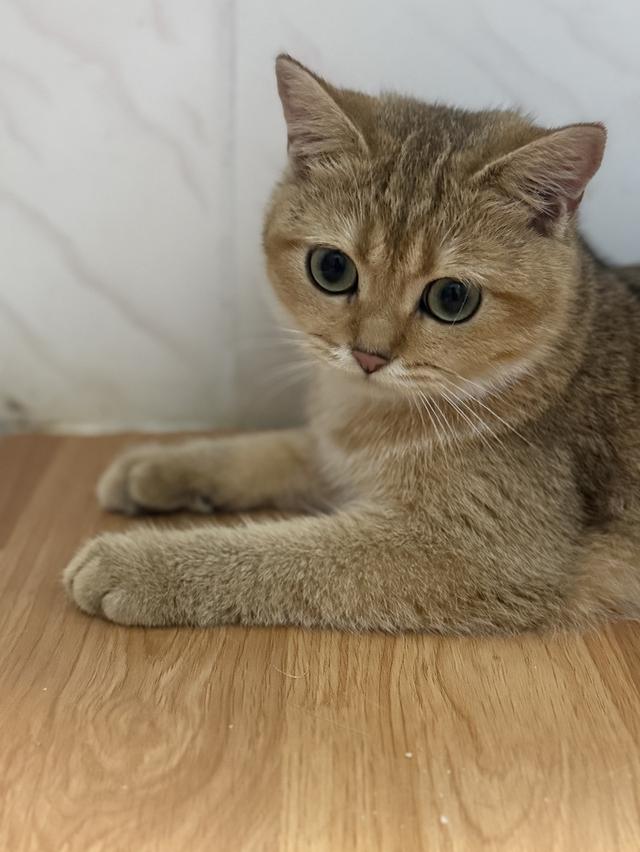 แมวบริติช 2