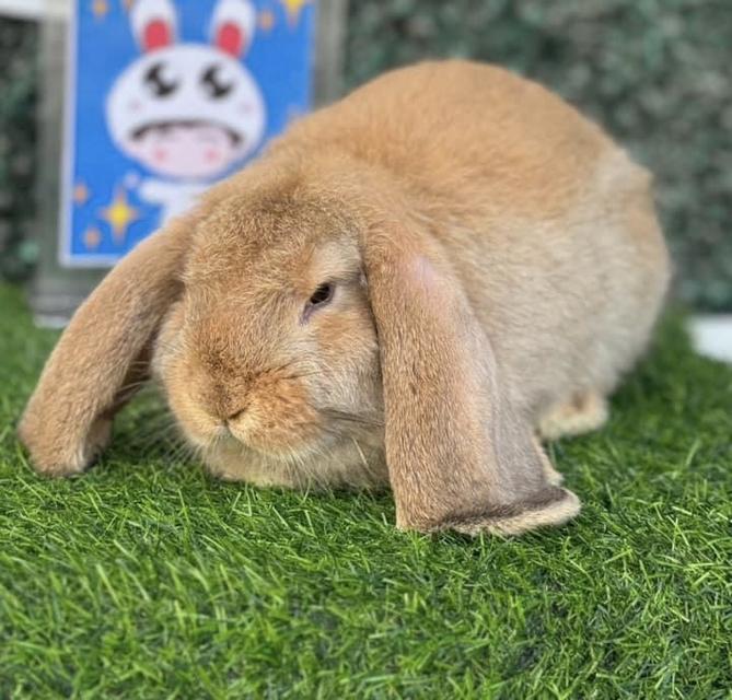 กระต่ายเฟรนซ์ลอป สีน้ำตาล น่ารักสุดๆ
