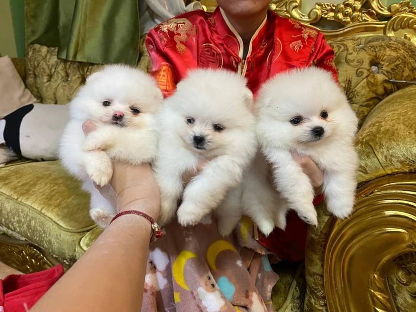 ลูกปอมแท้ อ้วนกลมหมี เตี้ยสั้น ขนแน่นฟูทรงสวย พร้อมย้ายบ้านค่ะ