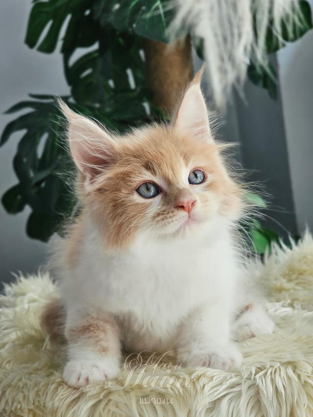 ลูกแมวเมนคูน สายพันธ์แท้ เพศเมีย