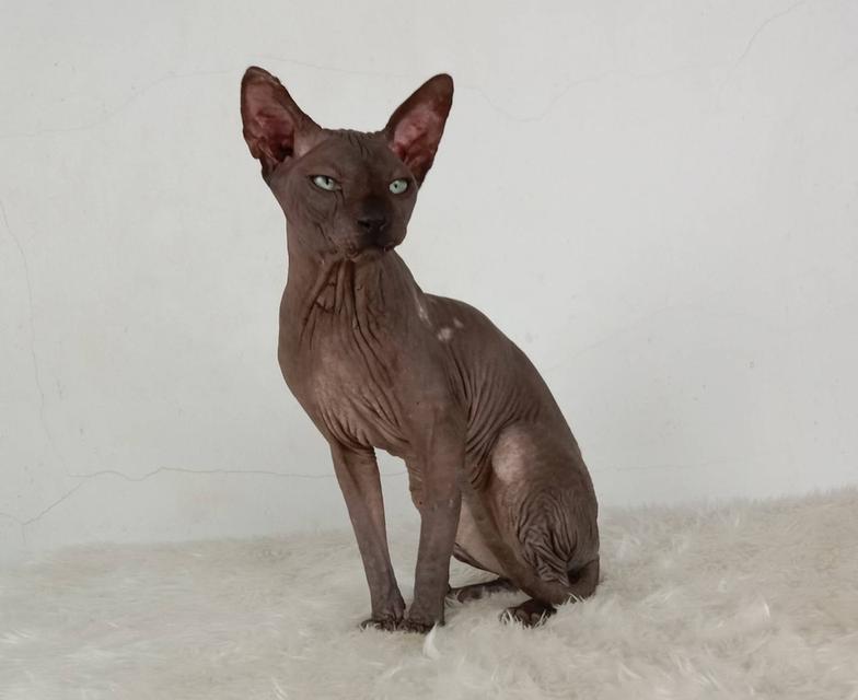 15.แมวสฟิงซ์/เพศผู้ หาบ้าน Sphynx Cat/Male looking for a new home 3