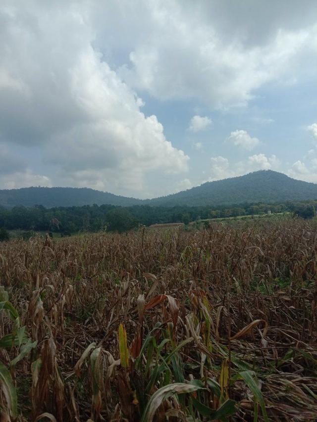 ที่ดินเปล่า 4 ไร่ ไร่ละ 3แสน ขายยกแปลง ไทรทองพัฒนา เข้าจากวัดแสงธรรม 4-5 กิโลเมตร อำเภอวังน้ำเขียว 4