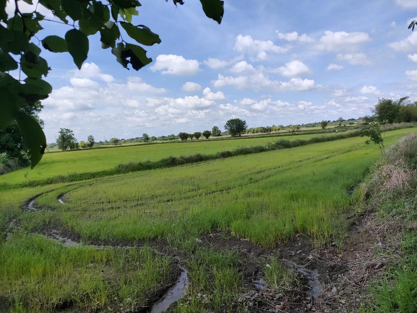 ที่ดินเจ้าของขายเอง จำนวน 15 ไร่ 2 งาน 2