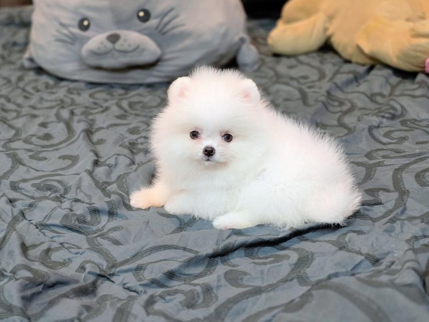 ปอมเมอเรเนียนแท้ เพศเมีย สีขาวล้วน รูปที่ 11