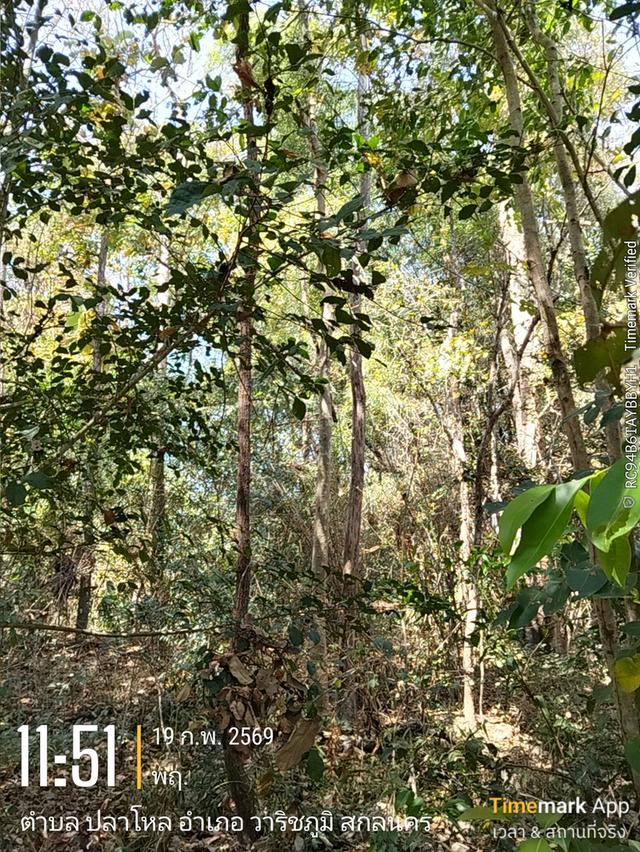 ด่วนขายที่ดิน13ไร่เศษฉโนดครุฑแดงโอนฟนีไม่มีค่าใช้จ่ายต่อรองราคาได้เจ้าของขายเอง 9