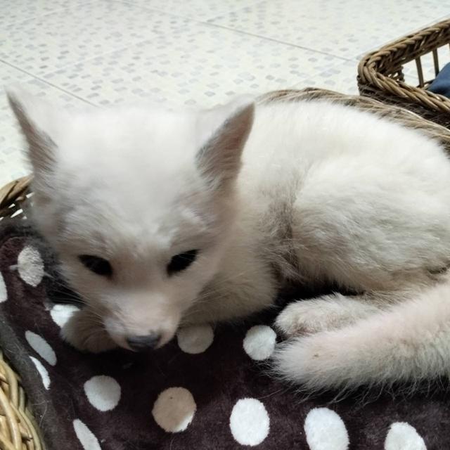 Arctic Fox จิ้งจอกขาว รูปที่ 4