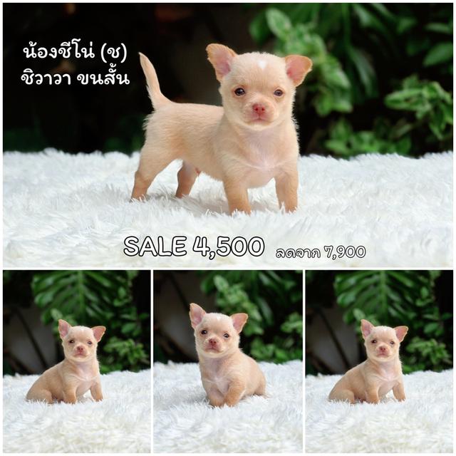 Sale ชิวาวาตัวน้อย 6