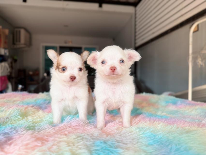 ชิวาวาผสมปอม เพศผู้ พร้อมย้ายบ้าน พิกัดรามอินทรา