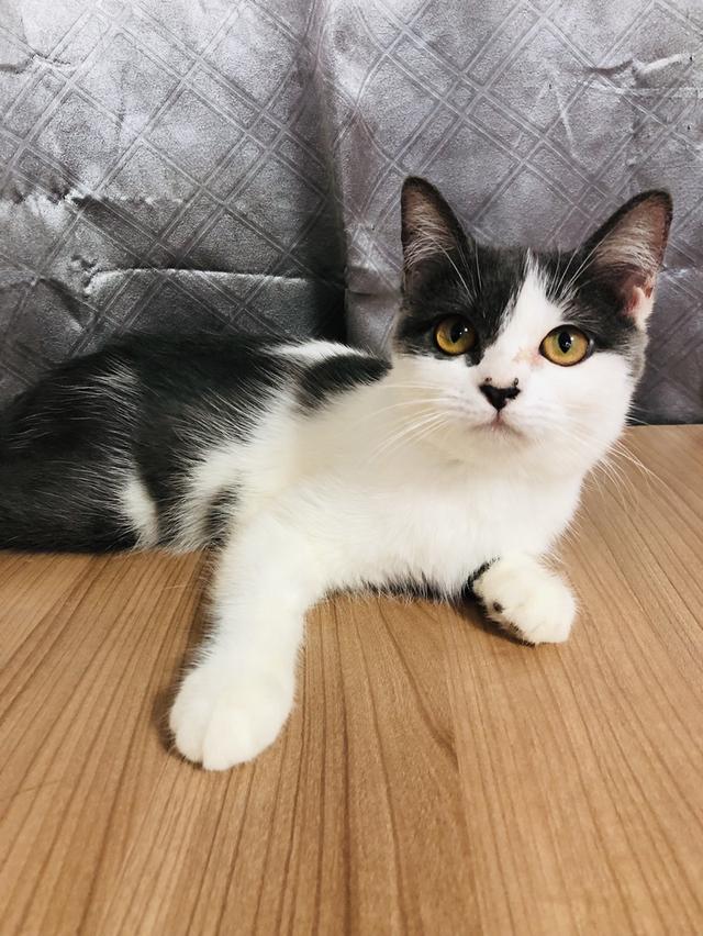 น้องแมวพันธุ์ อเมริกันเคิร์ลผสมหิมาลายัน เพศเมีย ( สี เทา ขาว )