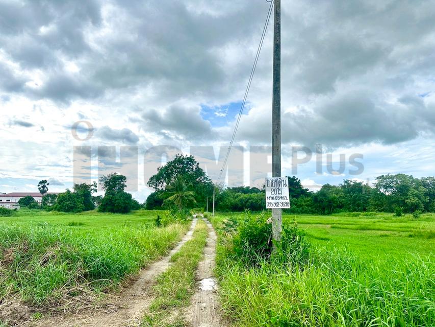 ขาย ที่ดิน บ้านบึง หนอง บอน แดง ชลบุรี(พร้อมสิ่งปลูกสร้าง) รูปที่ 10