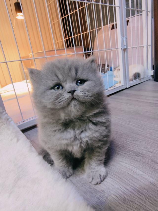 🐻 [เปิดจอง/หาบ้าน] British Shorthair คุณภาพสายเลือดดี หน้าหมี โครงสร้างตัน 🐻 รูปที่ 4