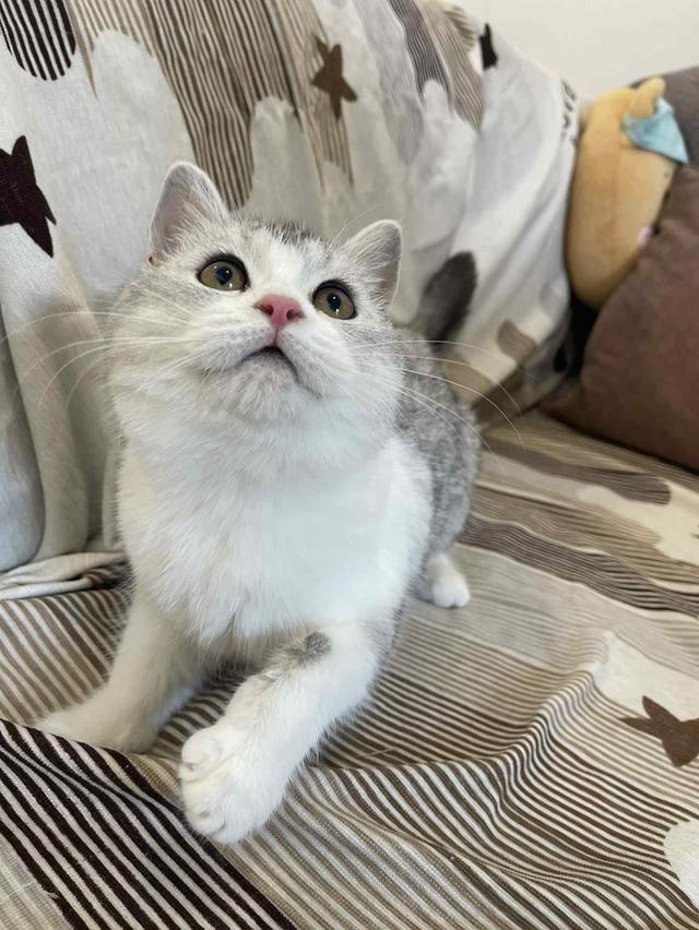 สาวสก็อต 9