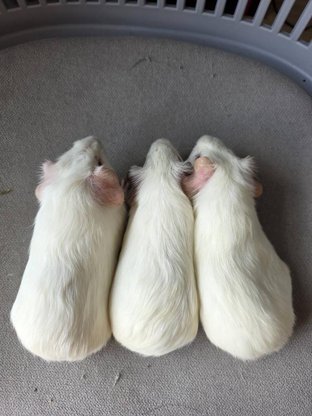 หนูแกสบี้  หนูแกสบี้ราคาถูก  แกสบี้หลากหลายสายพันธุ์