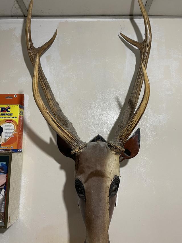 เขากวาง 2 คู่ ปี 1992 รูปที่ 2