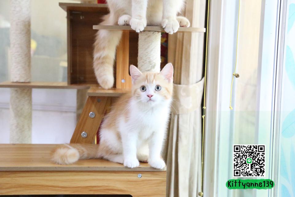 ลูกแมวบริติชหิมาลายันพร้อมย้ายบ้าน รูปที่ 7