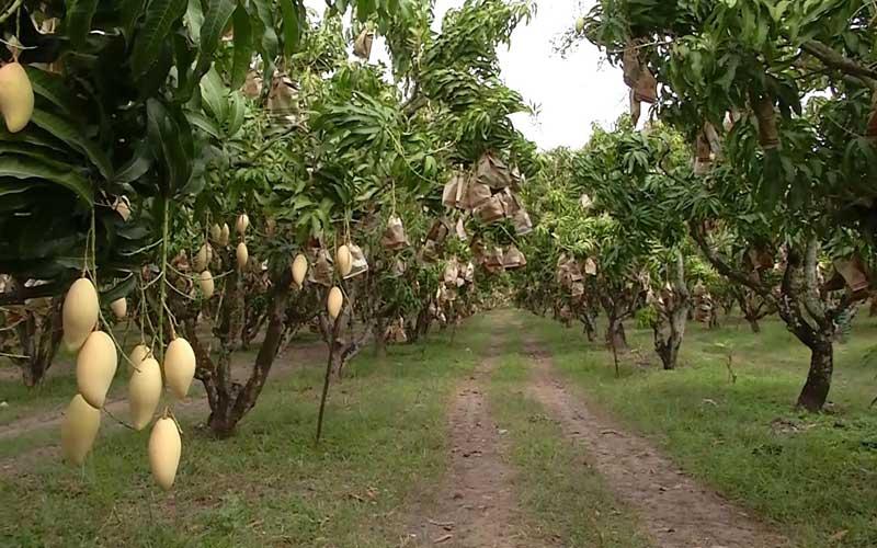 ที่ดินพร้อมสวนมะม่วงเชียงคานบ้านบุฮม 7