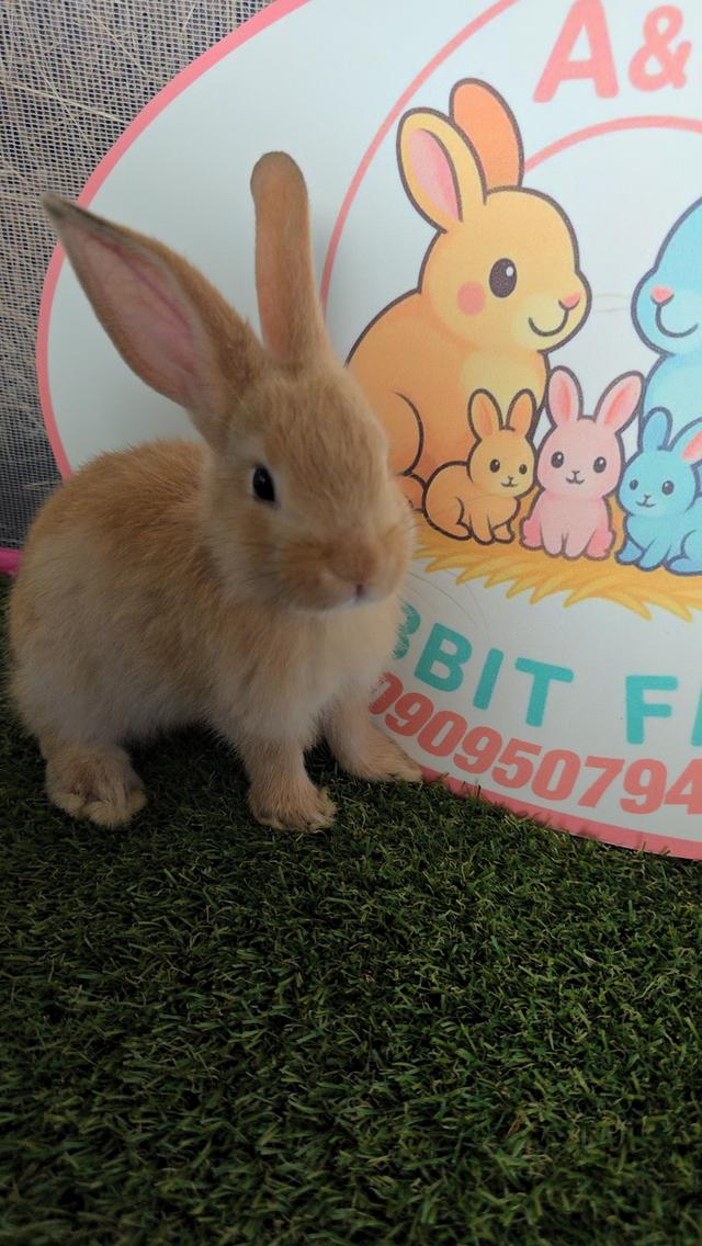 กระต่ายมินิเร็กซ์,ฮอลแลนด์ลอป,นิวซีแลนด์ไวท์ 9