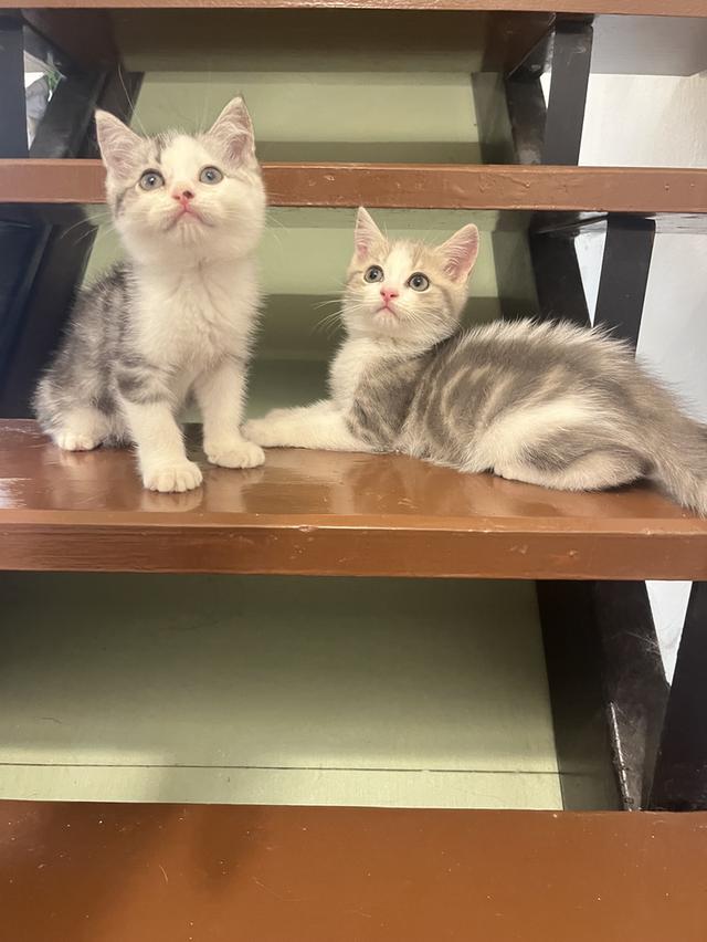 แมวสก๊อตติชโฟแท้   เด็กเด็กน่ารักมาก 13