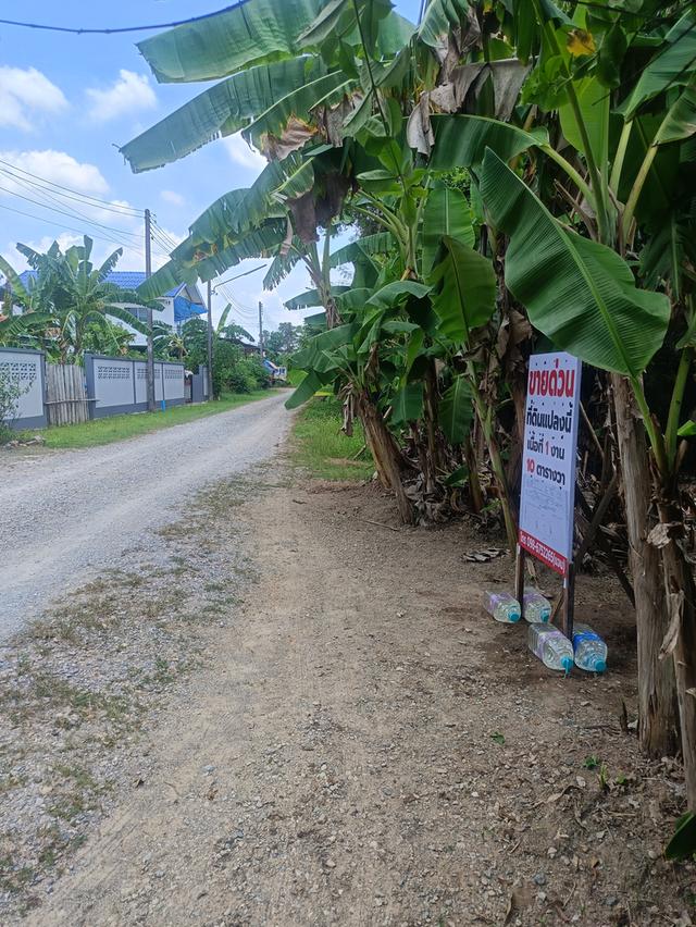 ขายที่ดินพื้นที่ควนลัง