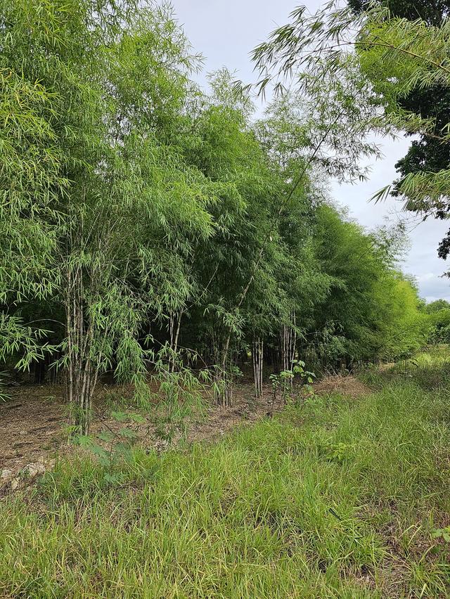 🌳 [ขายด่วน/急售] ที่ดินทองคำ บ้านโป่ง ราชบุรี (550K/ไร่) ติดถนนลาดยาง 3 ด้าน | น้ำไม่ท่วม 100% | เหมาะทำเกษตร โรงงาน และ Wellness Center 20