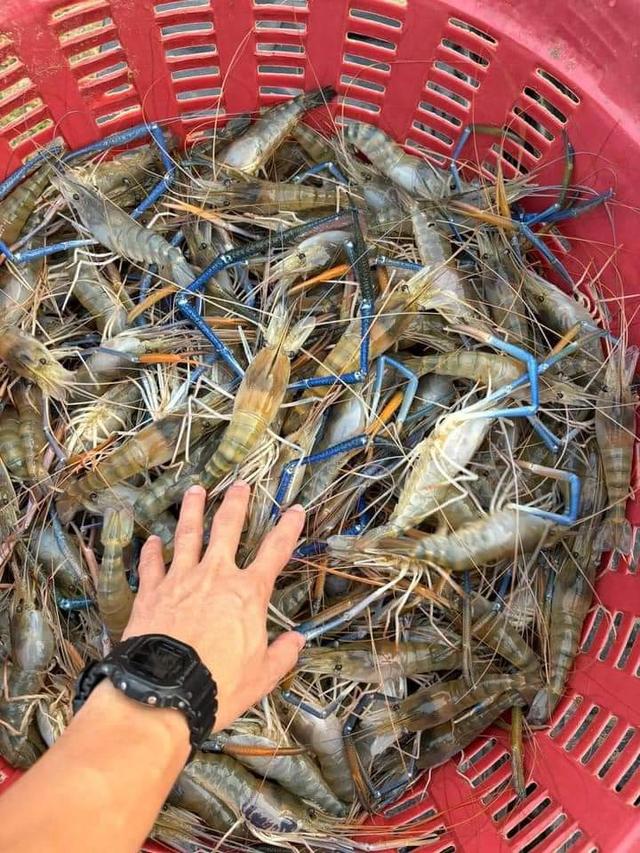 กุ้งแม่น้ำจากบ่อ 3