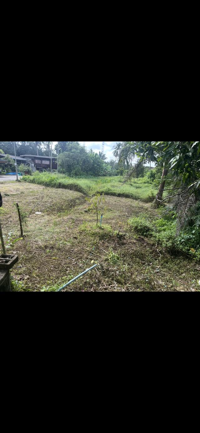 ขายที่ดิน 1ไร่ ตรงข้ามศูนย์ราชการชุมพร 2