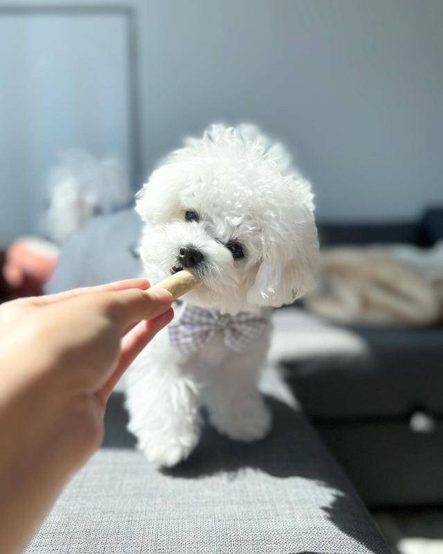 Bichon Frise Puppies For Sale รูปที่ 3