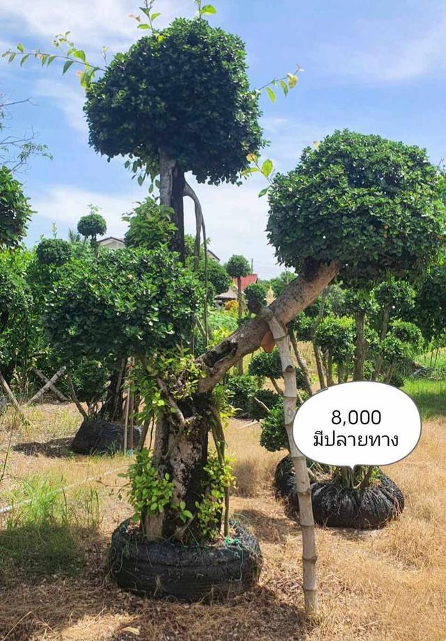 ไทรต่อยอดช้อนเงินช้อนทอง รูปที่ 8