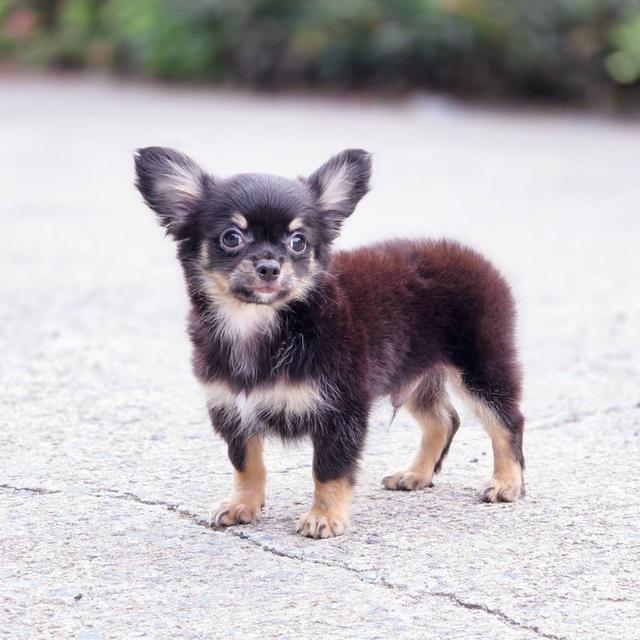 ชิวาวาแท้ขนยาว สีแบล็คแทน ผู้ พร้อมย้ายบ้าน 10