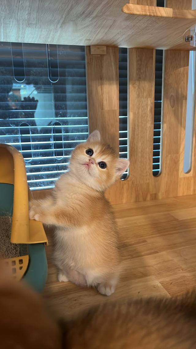 ลูกแมวบริติช ช็อตแฮร์