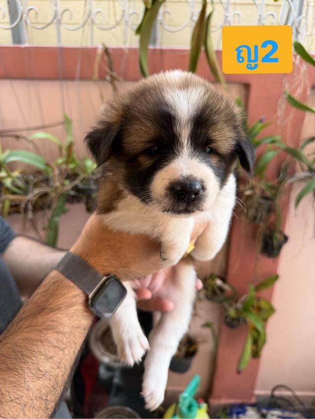 บางแก้วแท้ พ่อแม่สายประกวด เชื้อดี รู้ความสุดๆ #พร้อมใบเพ็ดชมรมบางแก้วประเทศไทย TBC สนใจทักได้ครับ 19