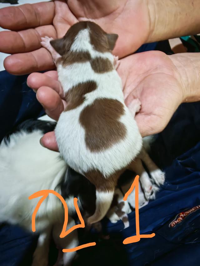 ขายลูกชิวาวา (ลูกหมาเลี้ยงบ้าน) 3