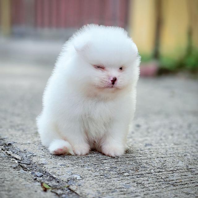 ปอมขาวเพศผู้สุดหล่อพันธุ์แท้พร้อมย้ายบ้าน 2