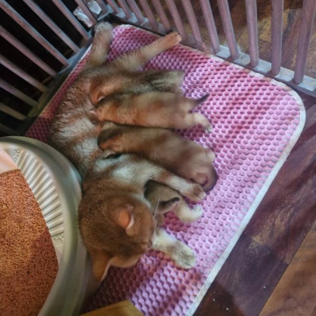 สก๊อตทิช โฟลด์ (Scottish fold)