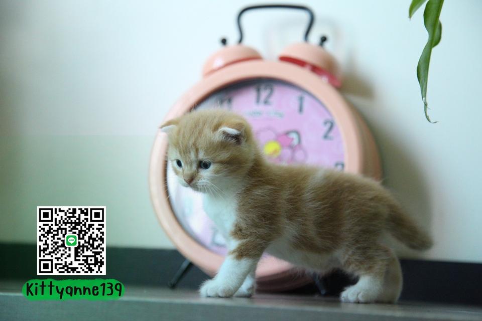 แมวสก็อตติชโฟลด์แท้แบ่งเลี้ยง 9