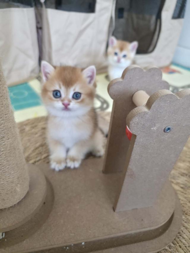 น้องแมวบริติช ช็อตแฮร์ รูปที่ 5